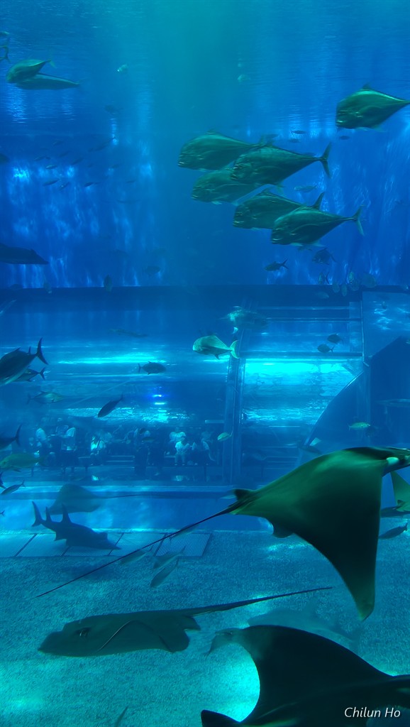 沖縄美ら海水族館